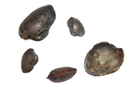 Cucullaea cornueliana